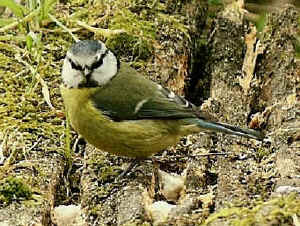 bluetit.JPG (31796 bytes)