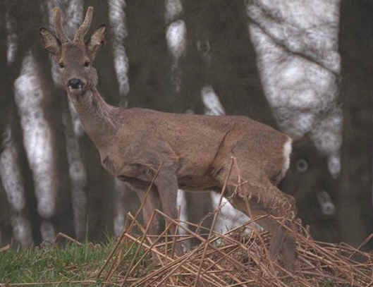 buck.jpg (58951 bytes)