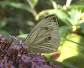 Green Veined White