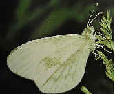 Wood White