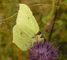 Brimstone