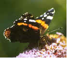 Red Admiral