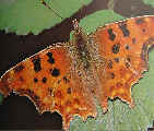 Comma