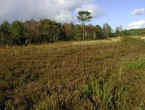 The East Devon countryside contains a number of Lowland Heaths.