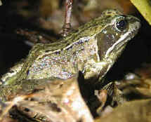 frog.jpg (72700 bytes)