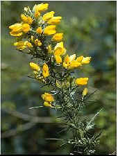 gorse.jpg (14296 bytes)