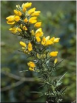 gorse.jpg (14296 bytes)