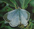 Holly Blue