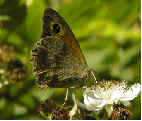 Meadow Brown