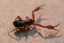 One of 25 species of Pseudoscorpion found in Britain