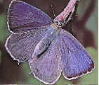 Purple Hairstreak