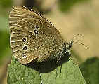 Ringlet