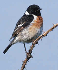 stonechat.jpg (76356 bytes)