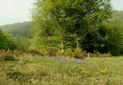 Heathland Project area, lower end of strips 8 and 9.