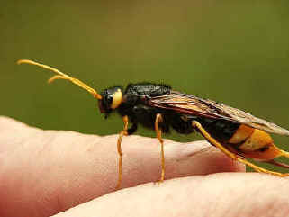 wood_wasp.JPG (7808 bytes)