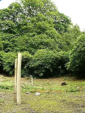 clearing2.jpg (73312 bytes)