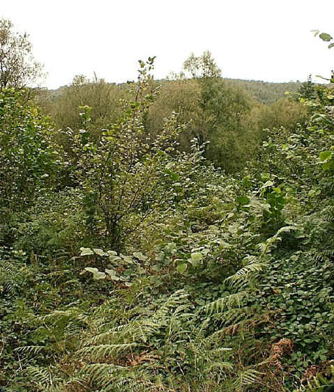 dormouse_area.jpg (389280 bytes)