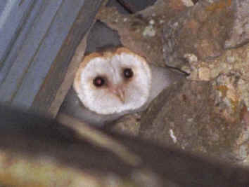 Barnowl.