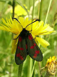 Six-spot Burnet Moth