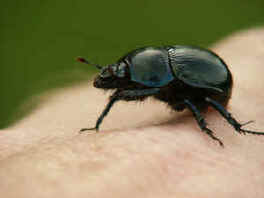 Dor Beetle