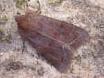 Clouded Drab  Orthosia incerta