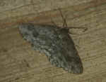 Engrailed Ectropis bistortata