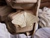 Swallow-tailed Moth - Ourapteryx sambucaria