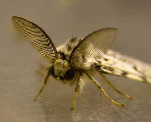 Black Arches Male