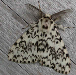 Black Arches