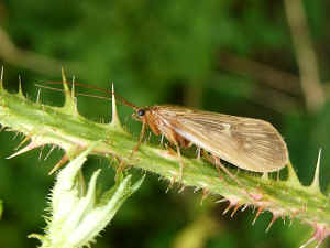 Caddis Fly