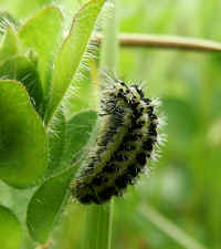 Burnet Moth caterpillar on Bird's-foot Trefoil.
