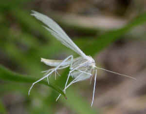 White Plume Moth