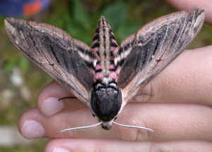 Privet Hawk-moth