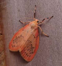 Rosy Footman