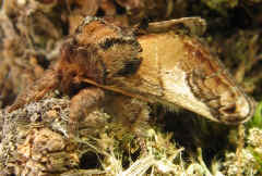 Spot the moth! A Pebble Prominent wonderfully camouflaged.