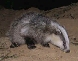 Eurasian Badger