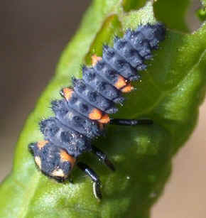 ladybird_larva.JPG (24836 bytes)