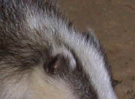 Eurasian Badger