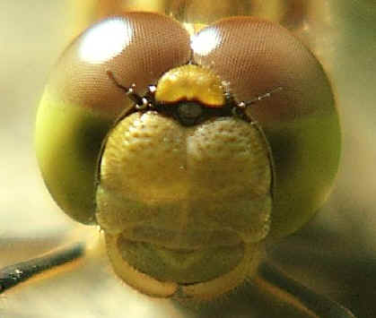Head of a female Common Darter dragonfly
