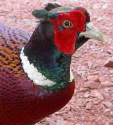 Cock pheasant