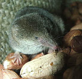 Common Shrew