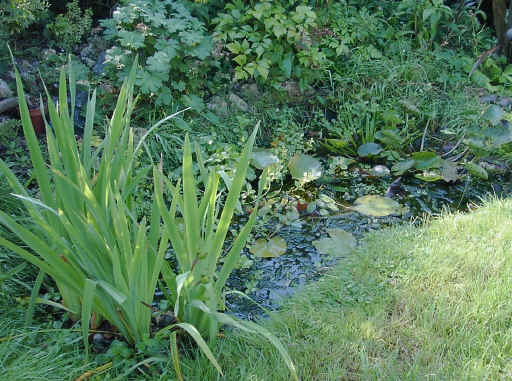 pond1.JPG (473044 bytes)