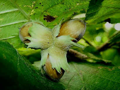 hazel_nuts.jpg (81836 bytes)