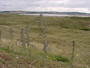 Viper's-bugloss, Echium vulgare.