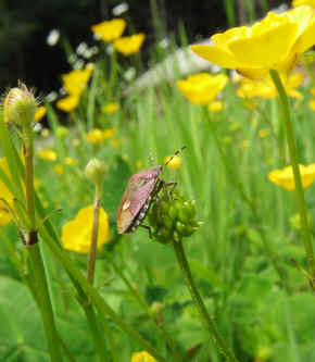 Shield Bug on butterup.