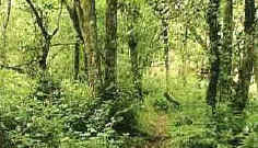 Wet Woodland. Trees especially willows & Alder dry out the soils and shade out many of the marsh plants. Aerobic decomposition begins to take place. 