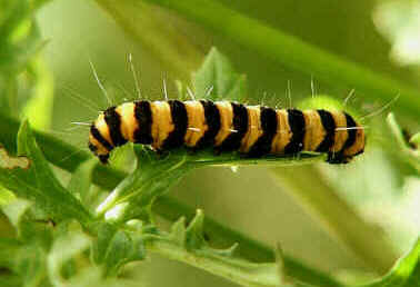 Cinnabar Moth, Tyria jacobaea, on Ragwort, Senecio jacobaea.