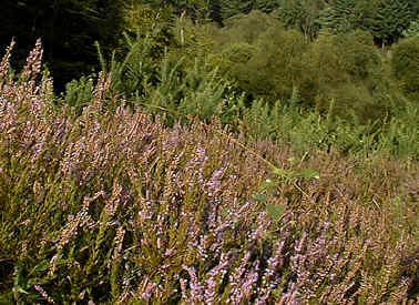 Heather, Calluna vulgaris.