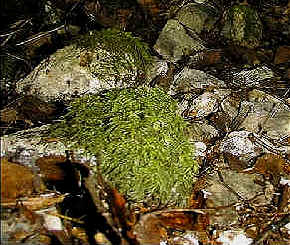 Mosses are often pioneer species.
