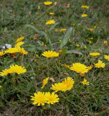 Mouse-ear Hawkweed, Hieracium pilosella. 